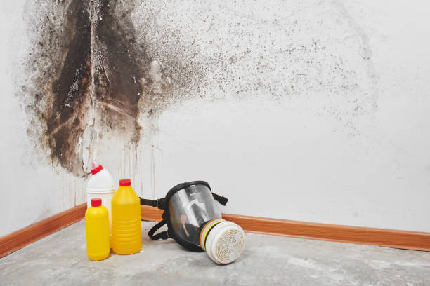 Best Bathroom Mold Remediation in Poth, TX