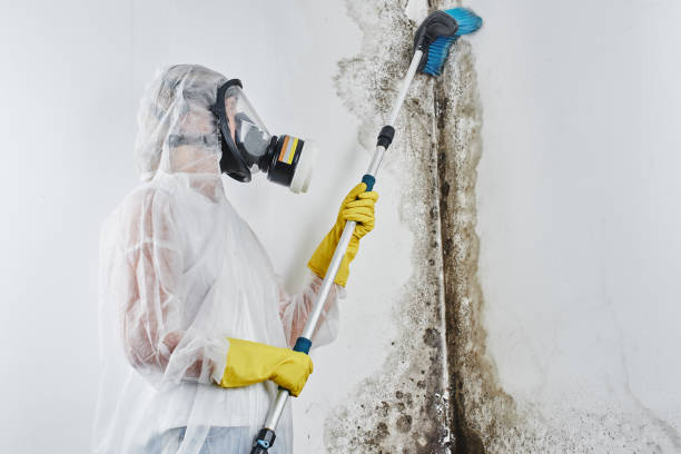 Best Residential Mold Remediation in Poth, TX