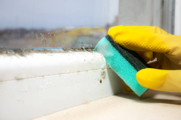Best Insurance-Related Mold Remediation in Poth, TX