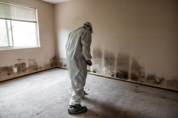 Poth, TX Mold Remediation Company