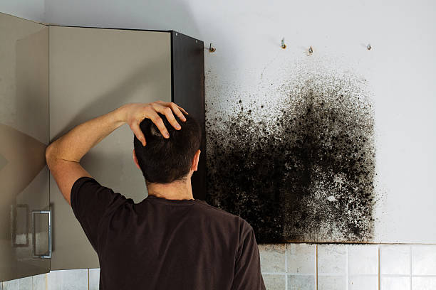 Best Crawl Space Mold Remediation in Poth, TX